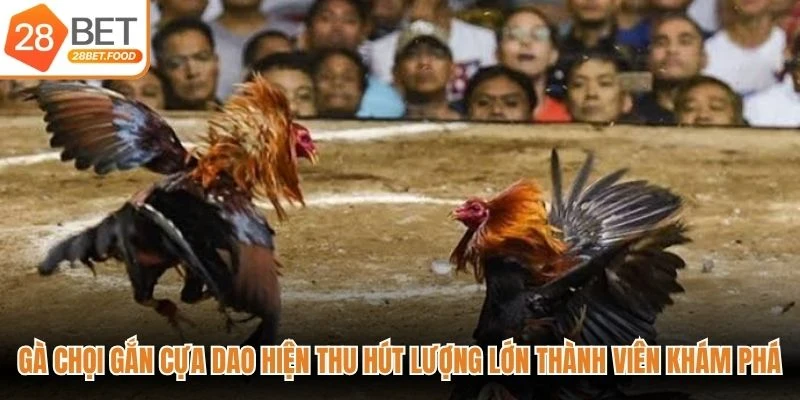 Gà chọi gắn cựa dao hiện thu hút lượng lớn thành viên khám phá